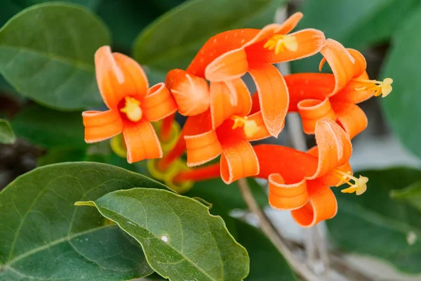 Oranje trompet Pyrostegia Venusta — Stockfoto
