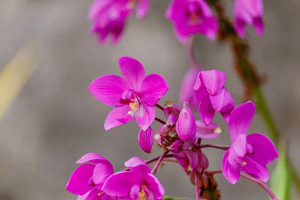 Orquídea amarela bonita na floresta . — Fotografia de Stock