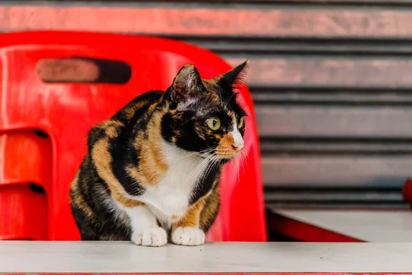 Katze liegt auf rotem Stuhl und weißem Tisch. — Stockfoto