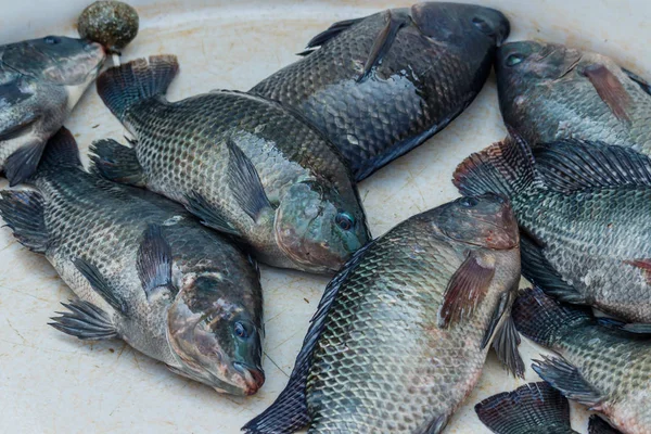 Tilapia-Fisch auf dem lokalen Markt in Thailand — Stockfoto