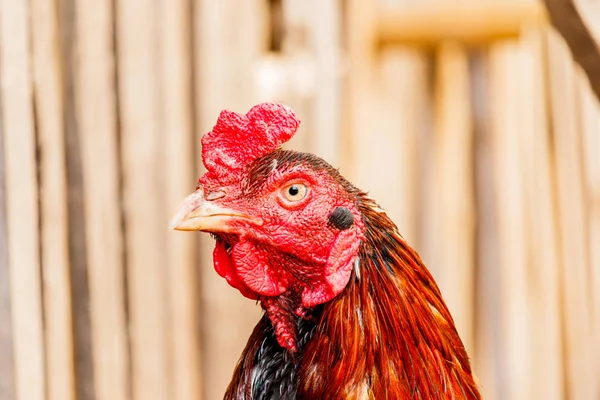 Pollo gallo cabeza retrato primer detalle de granja avícola bir — Foto de Stock