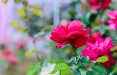 doğal Bahçe arka planda taze gül