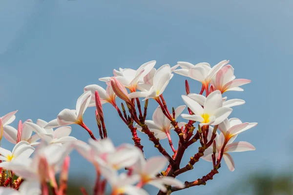 Plumeria rosa na árvore de plumeria no jardim — Fotografia de Stock