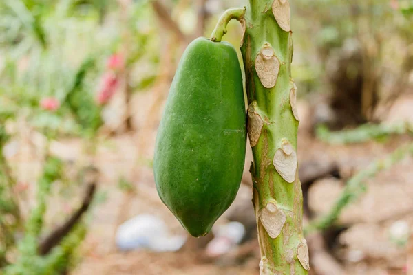 Rohe grüne Papaya auf Baum im Garten. — Stockfoto