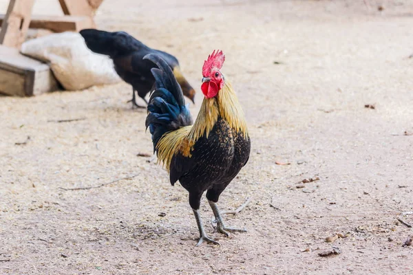 Kogut (kurczak mężczyzna) na tle przyrody — Zdjęcie stockowe