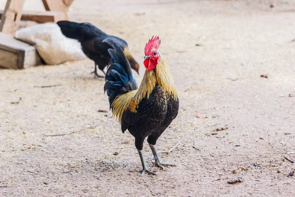 Rooster (Male Chicken) on a nature background — Stock Photo, Image