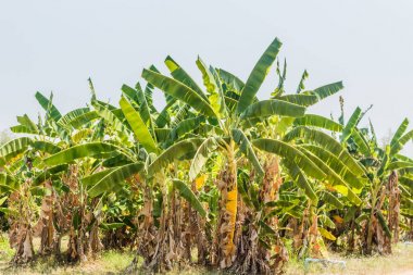 Tayland muz Bahçe peyzaj.