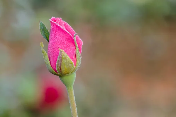 Fresh roses in natural background in garden — Stock Photo, Image