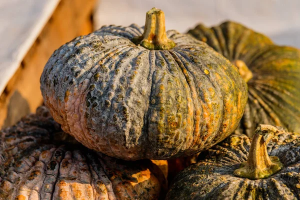 Grön pumpa till salu på lokal marknad — Stockfoto