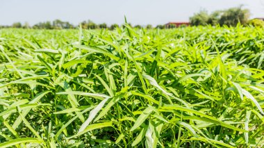 sabah zafer Bahçe satırda olur