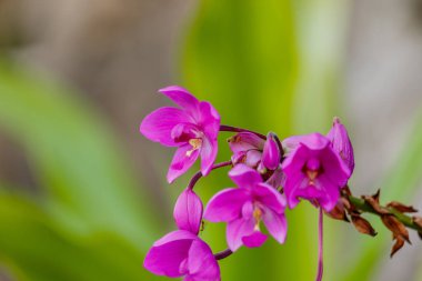 Ormandaki güzel mor pembe orkide.