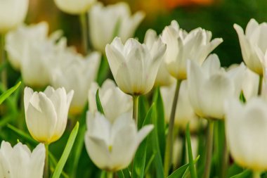 Bahçede çiçek açan güzel beyaz laleler