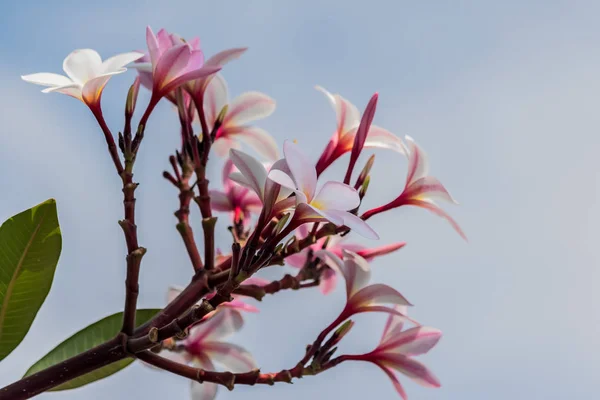 Plumeria rosa na árvore de plumeria no jardim — Fotografia de Stock