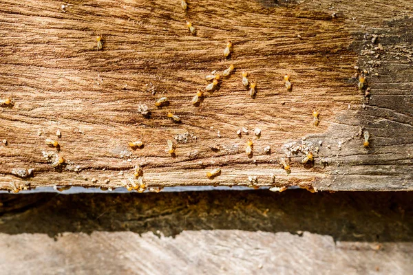 Enfoque selectivo en el grupo de termitas en el suelo de madera — Foto de Stock