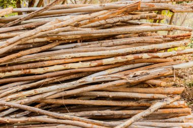 Çok canlandırıcı ahşap. Yapımında kullanılan.