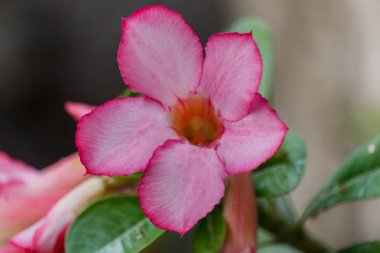 bahçede güzel açelya çiçek.