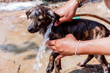 sabun ve su ile duş almak köpek 