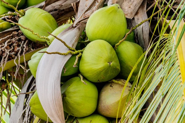 정원에 있는 나무에서 녹색 코코넛. — 스톡 사진