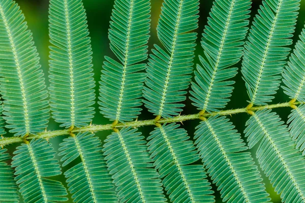 Лист сонного растения или застенчивое растение для текстурного фона . — стоковое фото