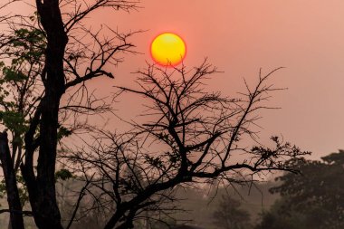 Tayland günbatımı zamanı alan kuru sezonunda ağacında