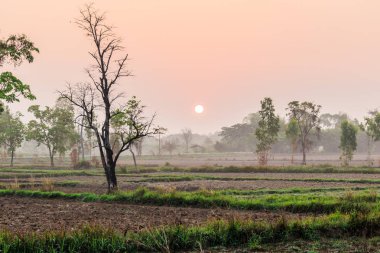 Tayland günbatımı zamanı alan kuru sezonunda ağacında