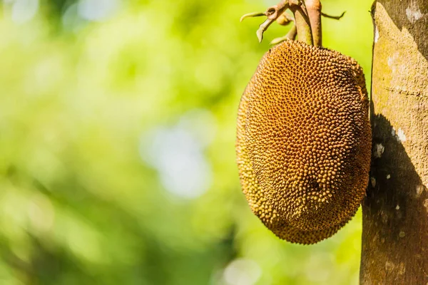 태국 과일 거 대 한 jackfruit — 스톡 사진