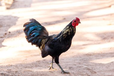 Doğa arka plan üzerinde horoz (erkek tavuk)