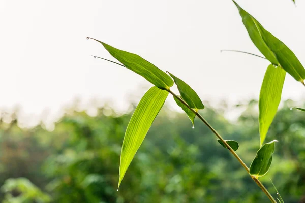 Daun bambu hijau alami dengan wather drop — Stok Foto