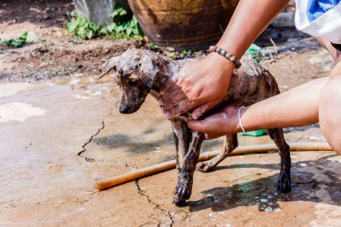 sabun ve su ile duş almak köpek 