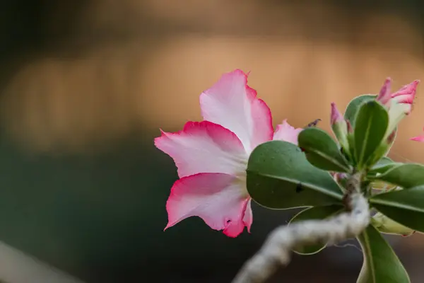 花园里的美丽的杜鹃花花. — 图库照片