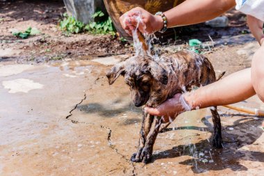 sabun ve su ile duş almak köpek 