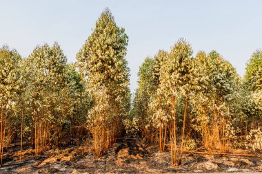 Okaliptüs ormanı yangından sonra