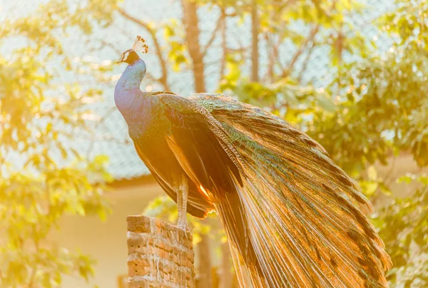 Çit sabah güneşin ayakta peacock