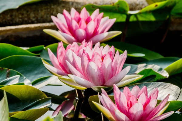 Belle fleur rose de nénuphar ou lotus dans l'étang — Photo