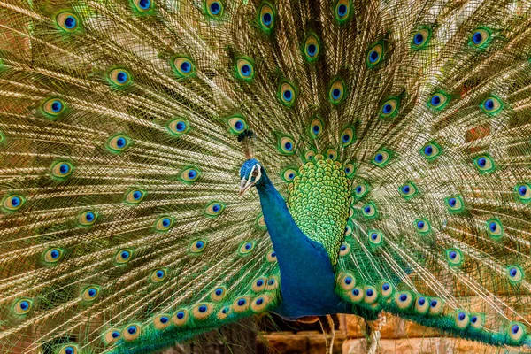 Pavão. Retrato de pavão macho exibindo suas penas de cauda . — Fotografia de Stock