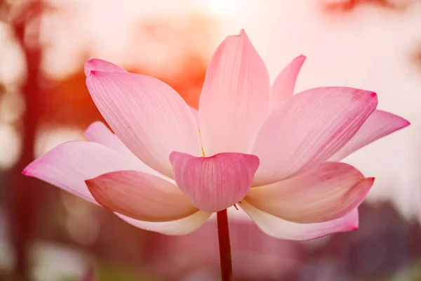 Schöne rosa Seerose oder Lotusblume im Teich — Stockfoto