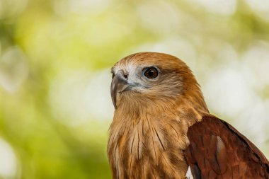 Kırmızı kuyruklu şahin portresi kapatın .
