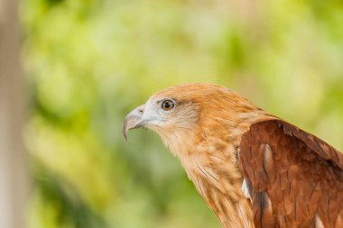Kırmızı kuyruklu şahin portresi kapatın .