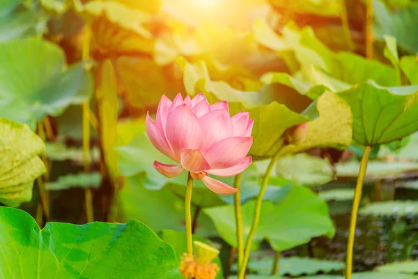 Fleur de Lotus rose et plantes de fleur de Lotus au coucher du soleil . — Photo