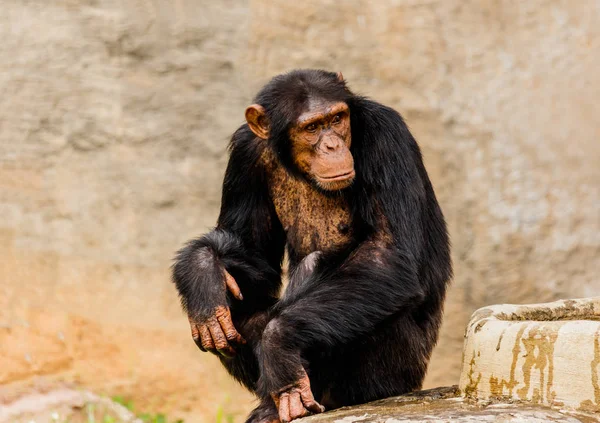 El retrato del chimpancé negro —  Fotos de Stock