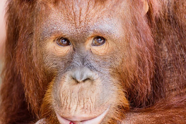 Retrato del orangután en el zoológico de Tailandia . —  Fotos de Stock