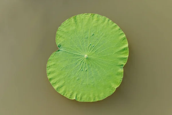 Dettagli di foglie di loto verde sopra l'acqua — Foto Stock