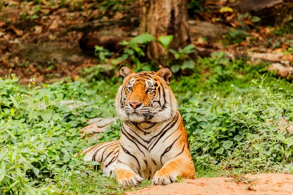 Un tigre indio en la naturaleza. Royal, tigre de Bengala — Foto de Stock