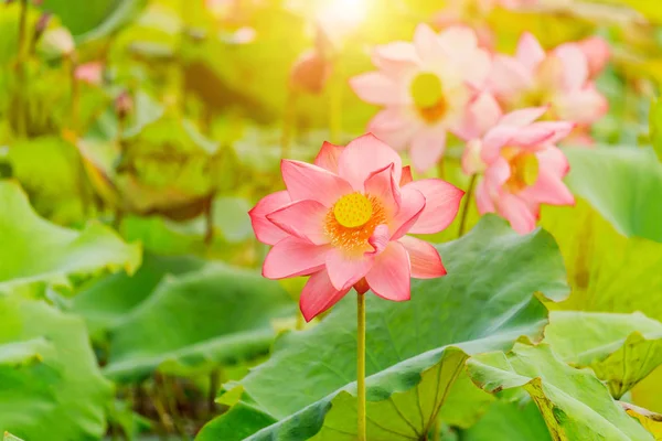 Flor de loto rosa y plantas de flor de loto — Foto de Stock