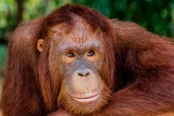 Portrét orangutan v zoo v Thajsku. — Stock fotografie