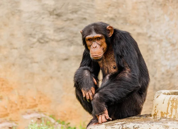 El retrato del chimpancé negro —  Fotos de Stock