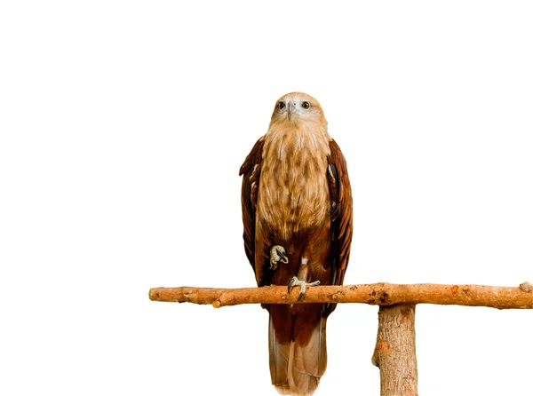 Retrato de cerca de un halcón de cola roja aislado sobre fondo blanco —  Fotos de Stock
