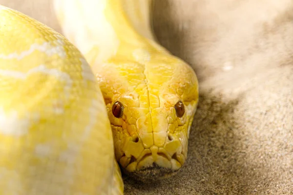 Gold Reticulated Python lub Boa w przyrodzie — Zdjęcie stockowe