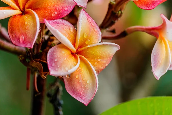 Plumeria rosa na árvore de plumeria no jardim — Fotografia de Stock