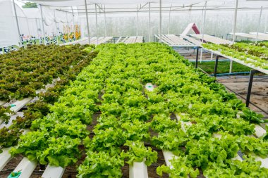 hydroponic sebze bir bahçe dikti